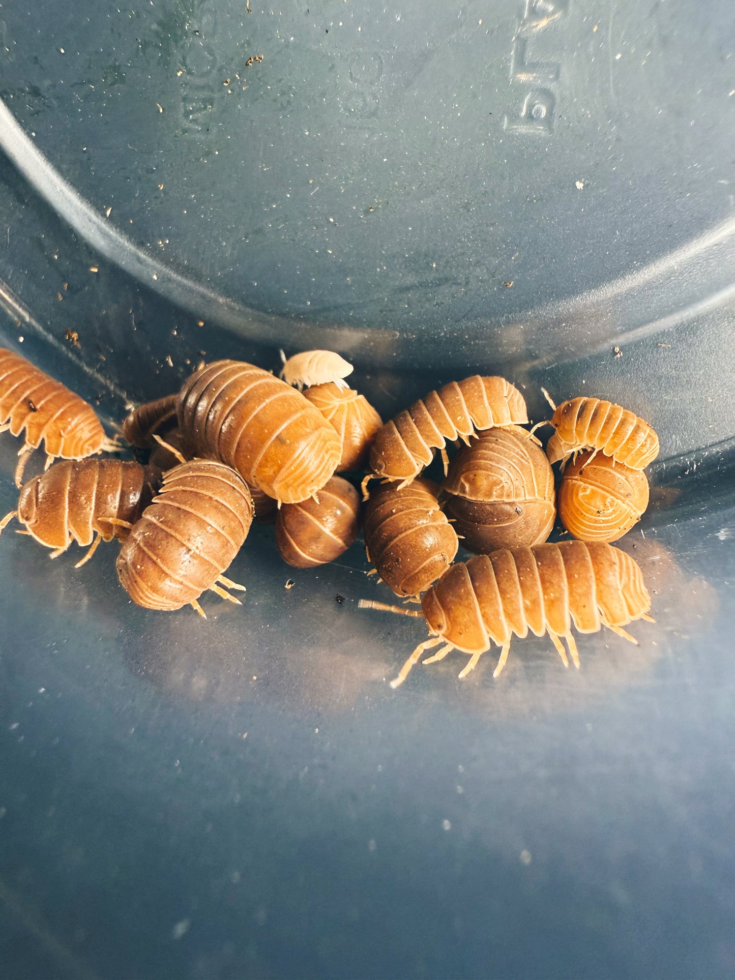 Armadillo Officianalis 'Orange Crush' Isopods 10 count