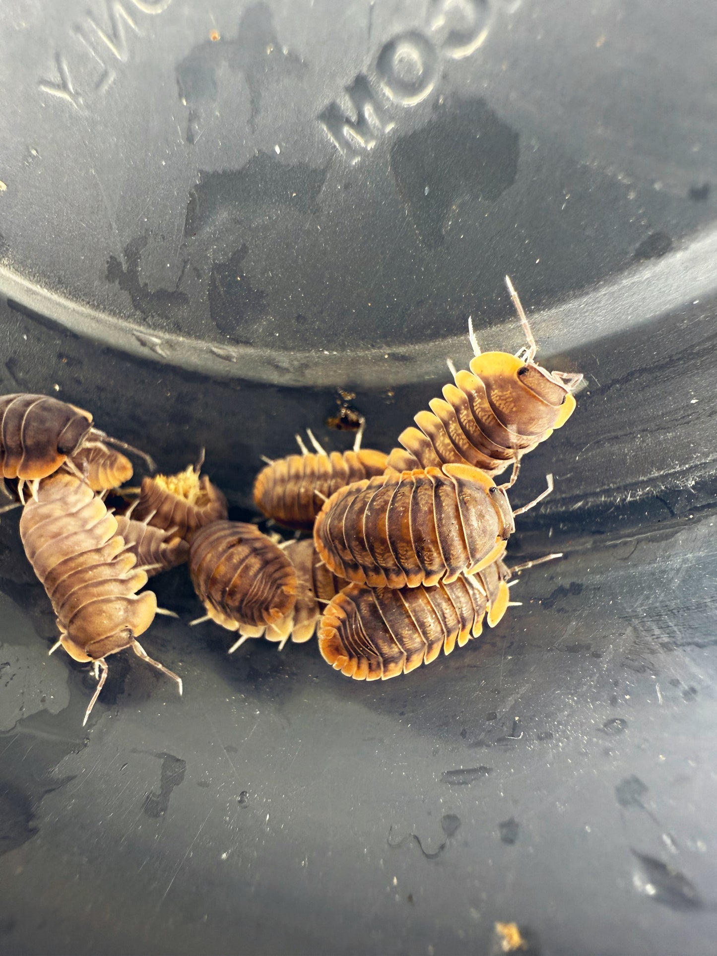 Cubaris sp. 'Red Edge' Isopods 6 count