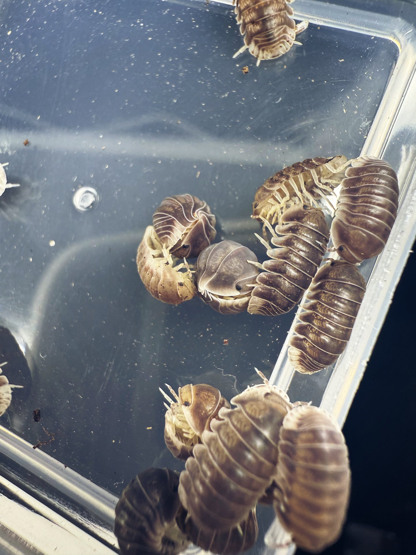 Cubaris sp. 'Penguin' Isopods 10 count.