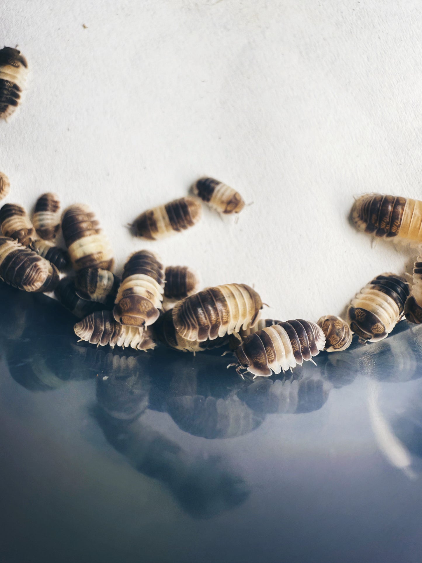 Cubaris Sp. 'Panda King' Isopods 10 Count