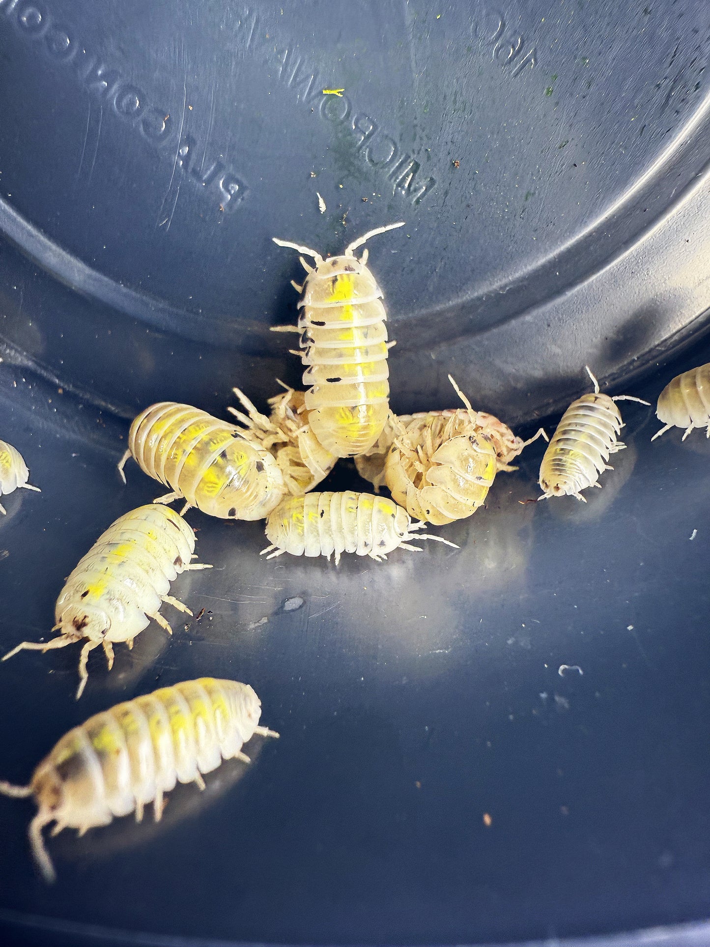 Armadillidium Vulgare 'Magic Potion' Isopods (American Line) 10 count