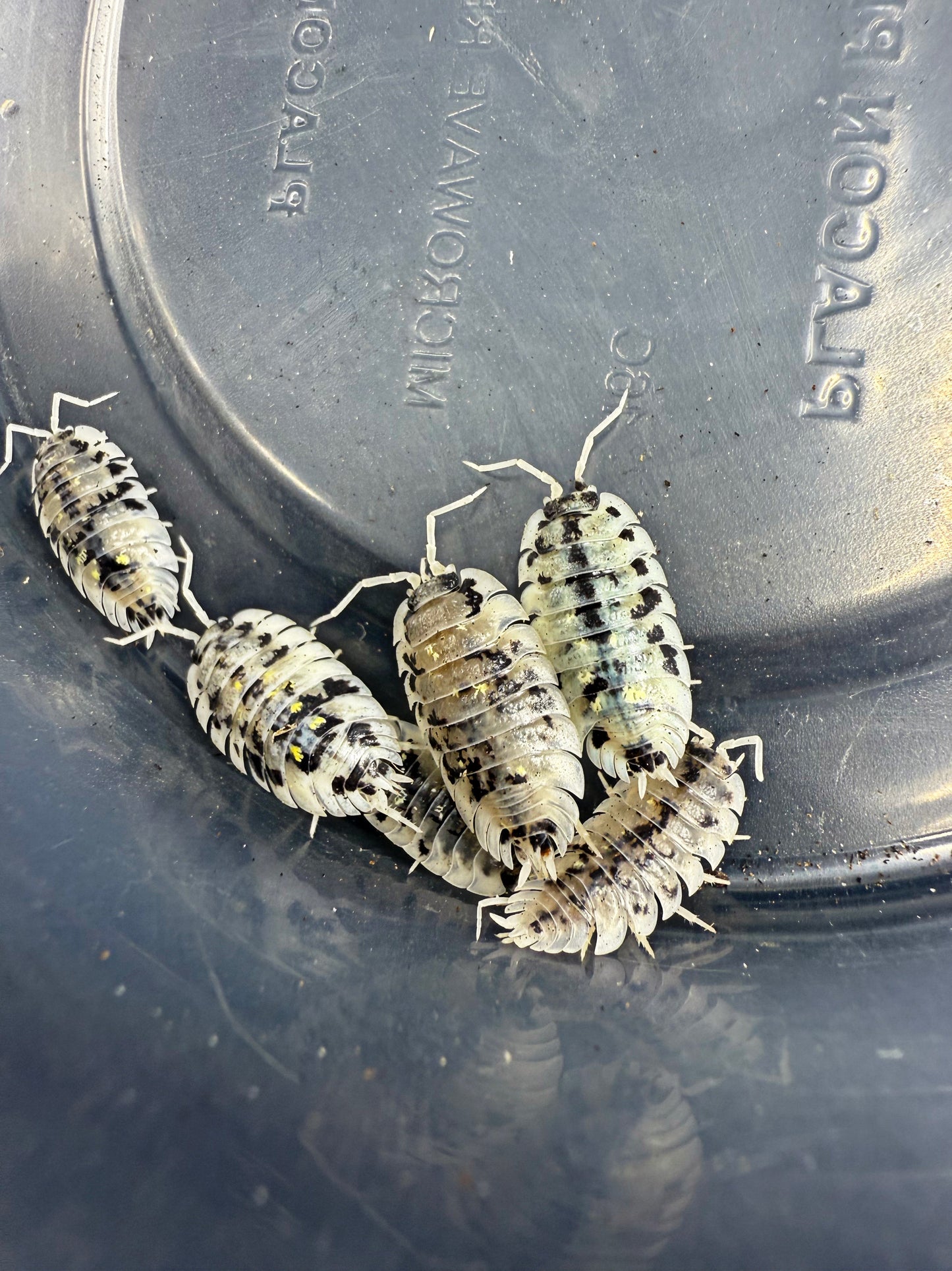 Oniscus Asellus 'Mardis Gras' Isopods 6 count