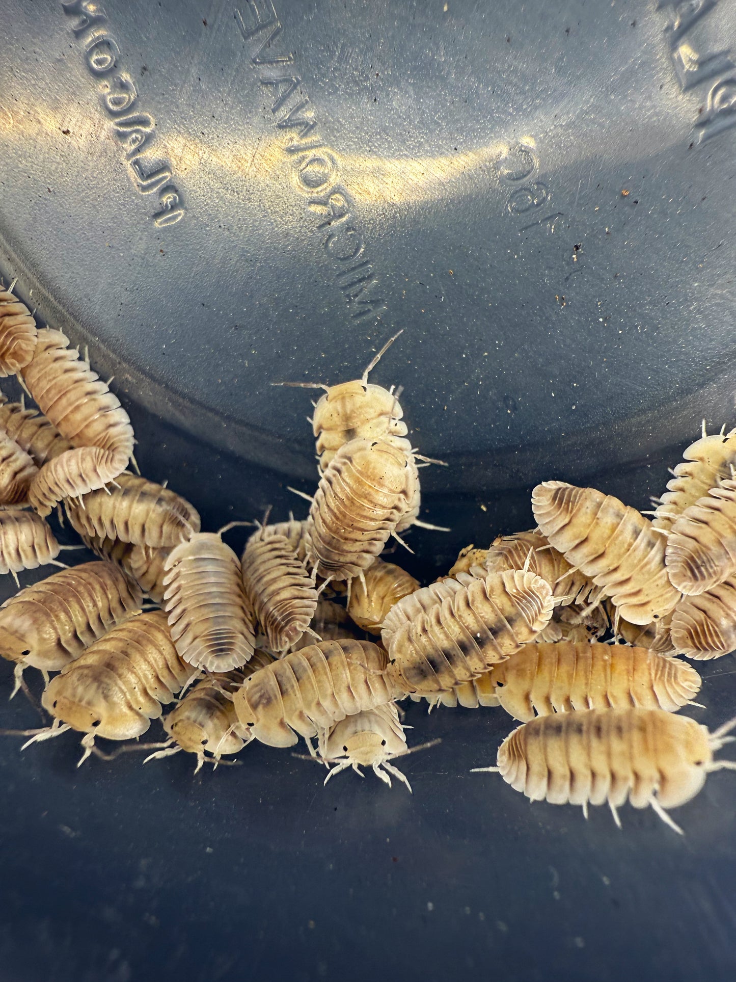 Cubaris sp. 'White Pigeon' Isopods 10ct.