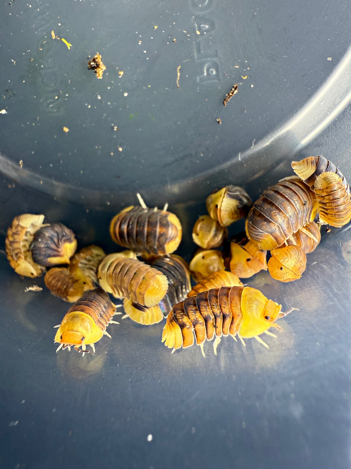 Cubaris sp. 'Rubber Ducky' Isopods 6 count
