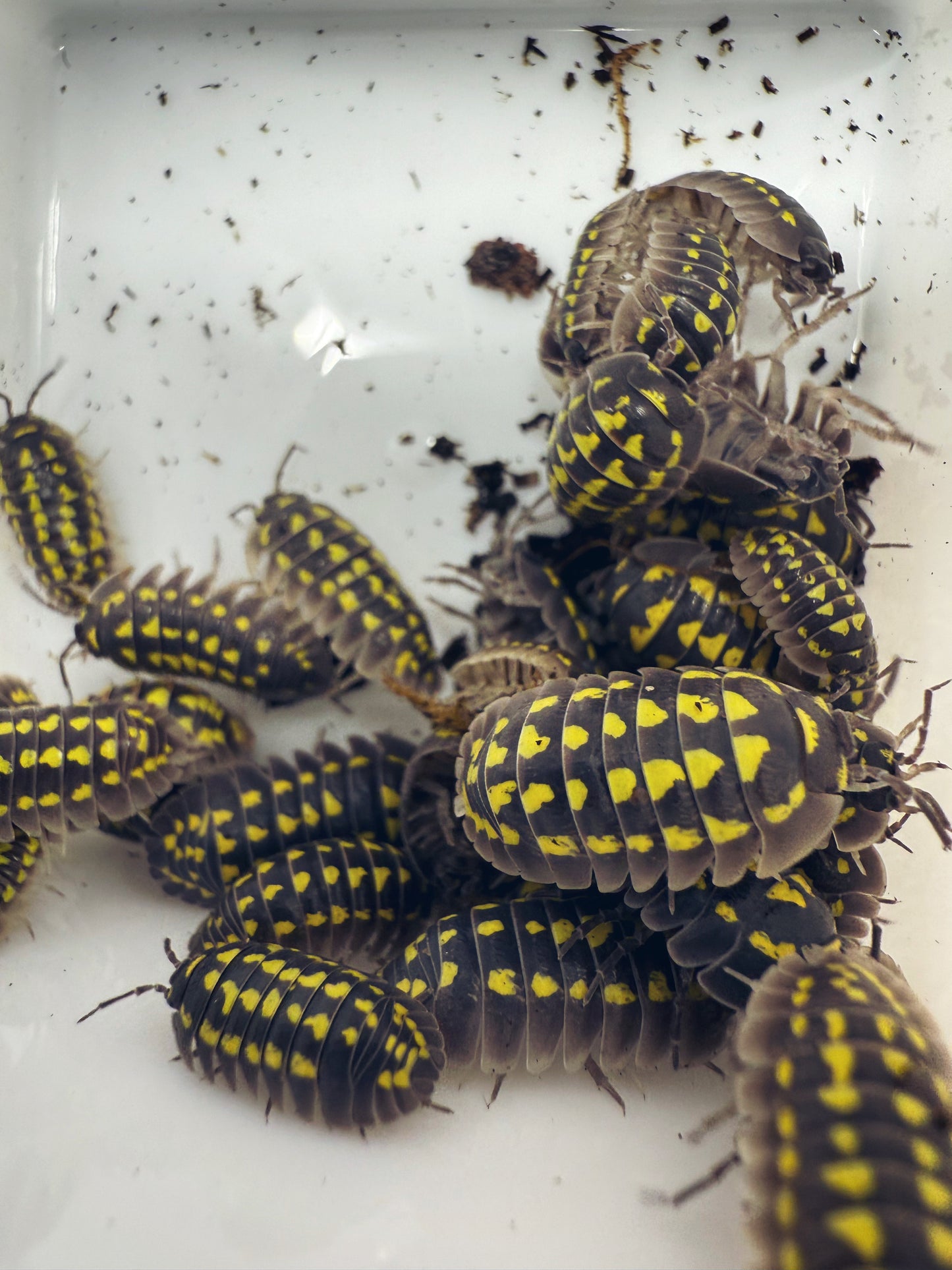 Armadillidium 'Gestroi' Isopods 10 count.