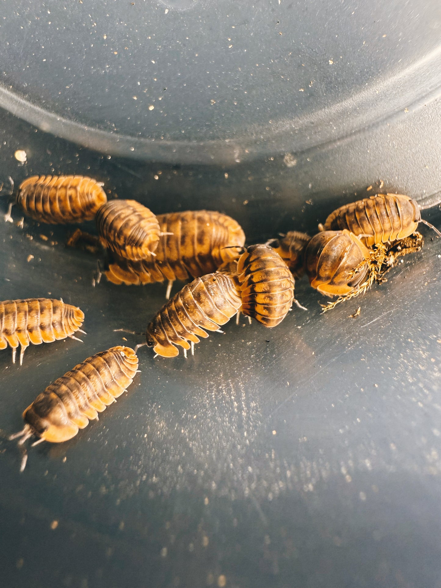Cubaris sp. 'Red Tiger' Isopods 6 count