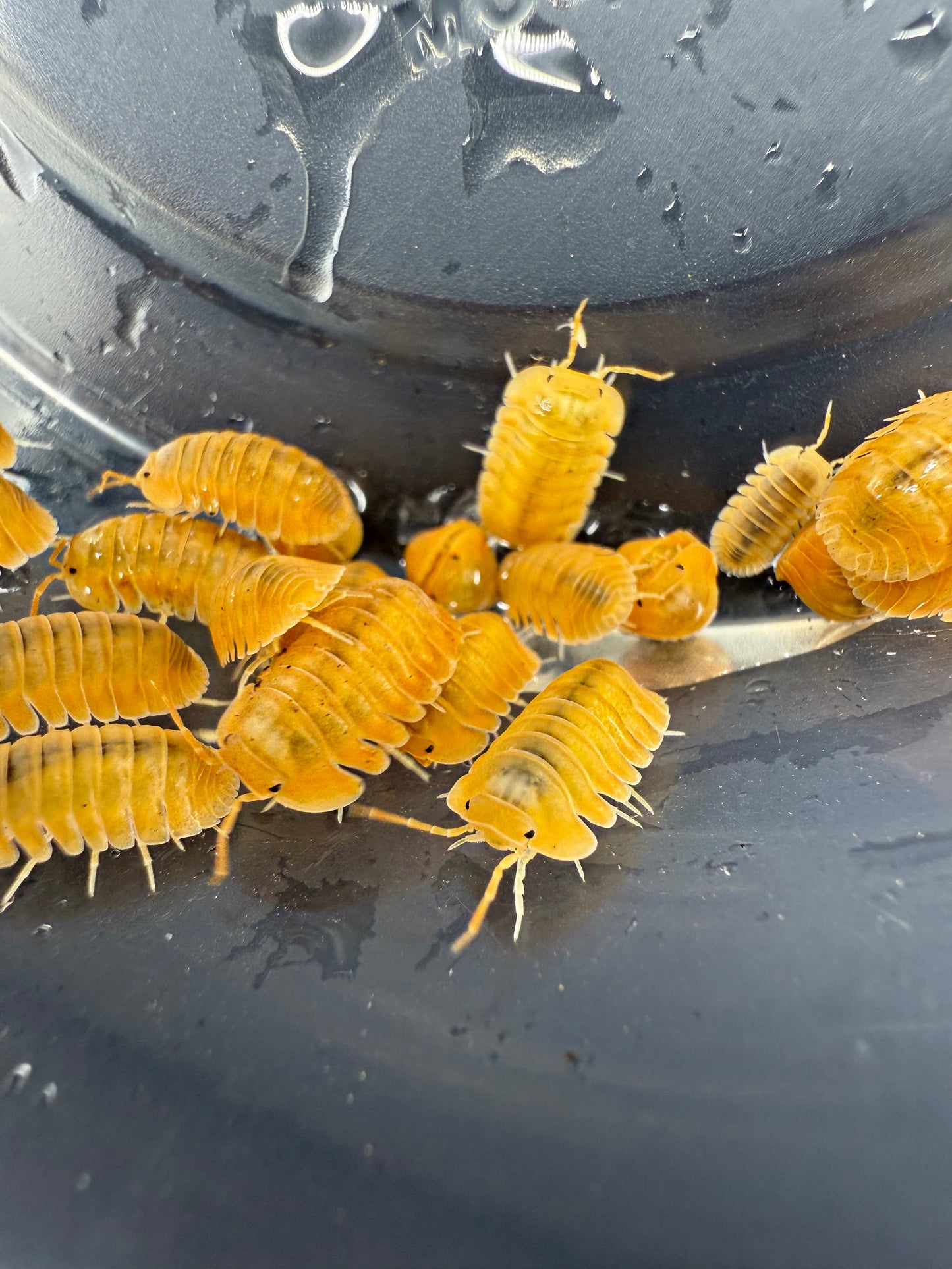 Cubaris sp. 'Orange Freezy' Isopods 6 count.