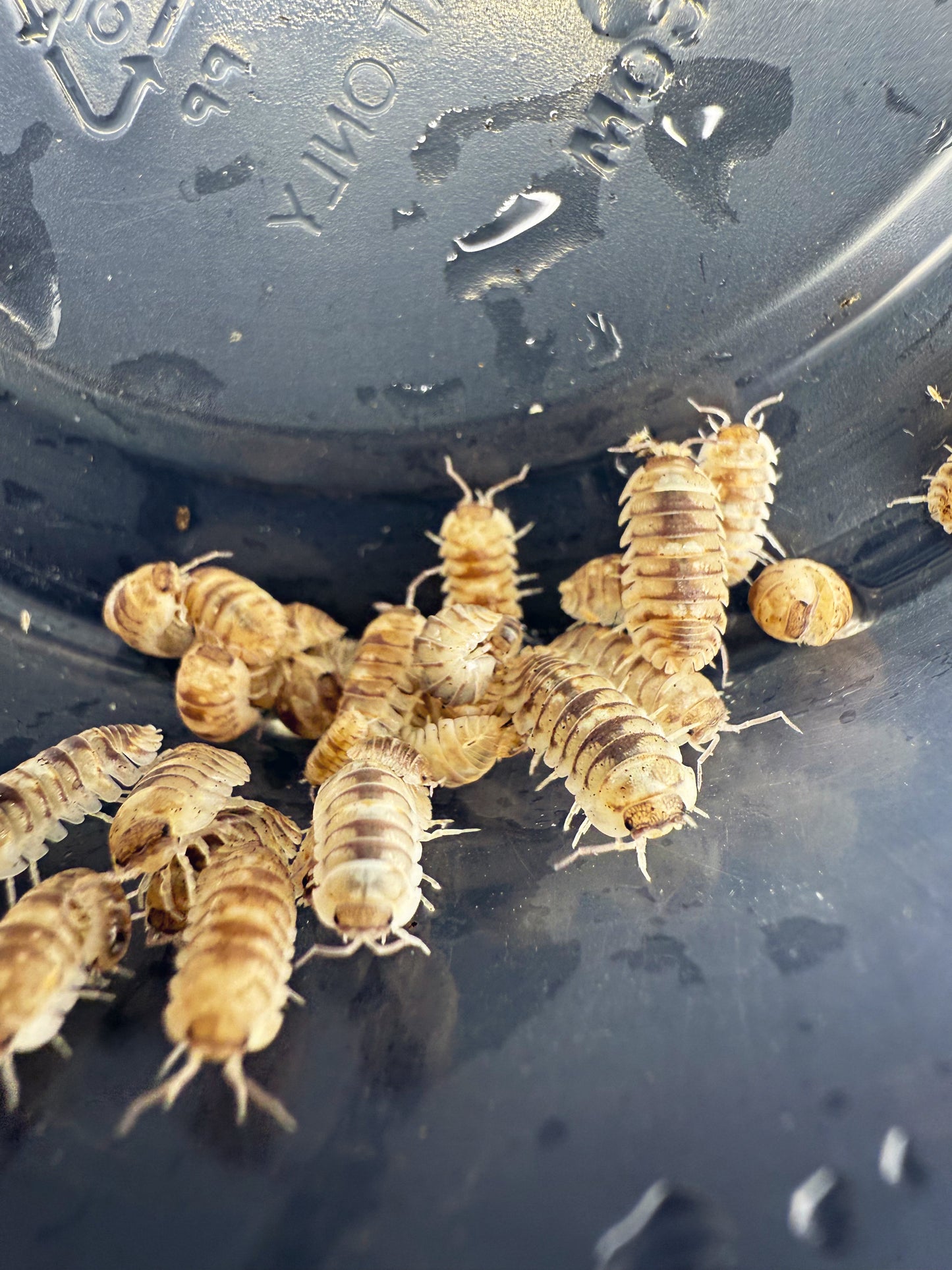 Armadillidium C.F. Espanyoli 'Marbelized' Isopods 10 count