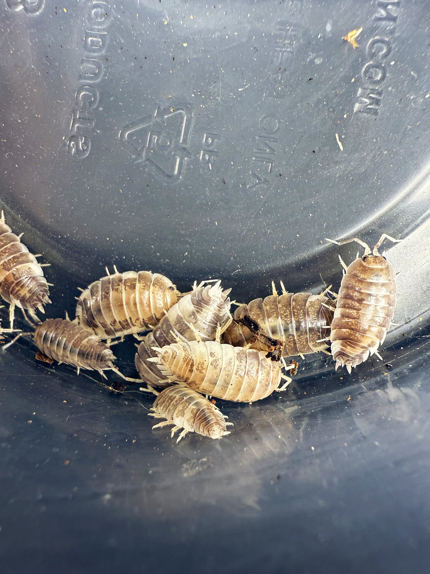 Porcellio Laevis 'Milk Back' Isopods 10 count