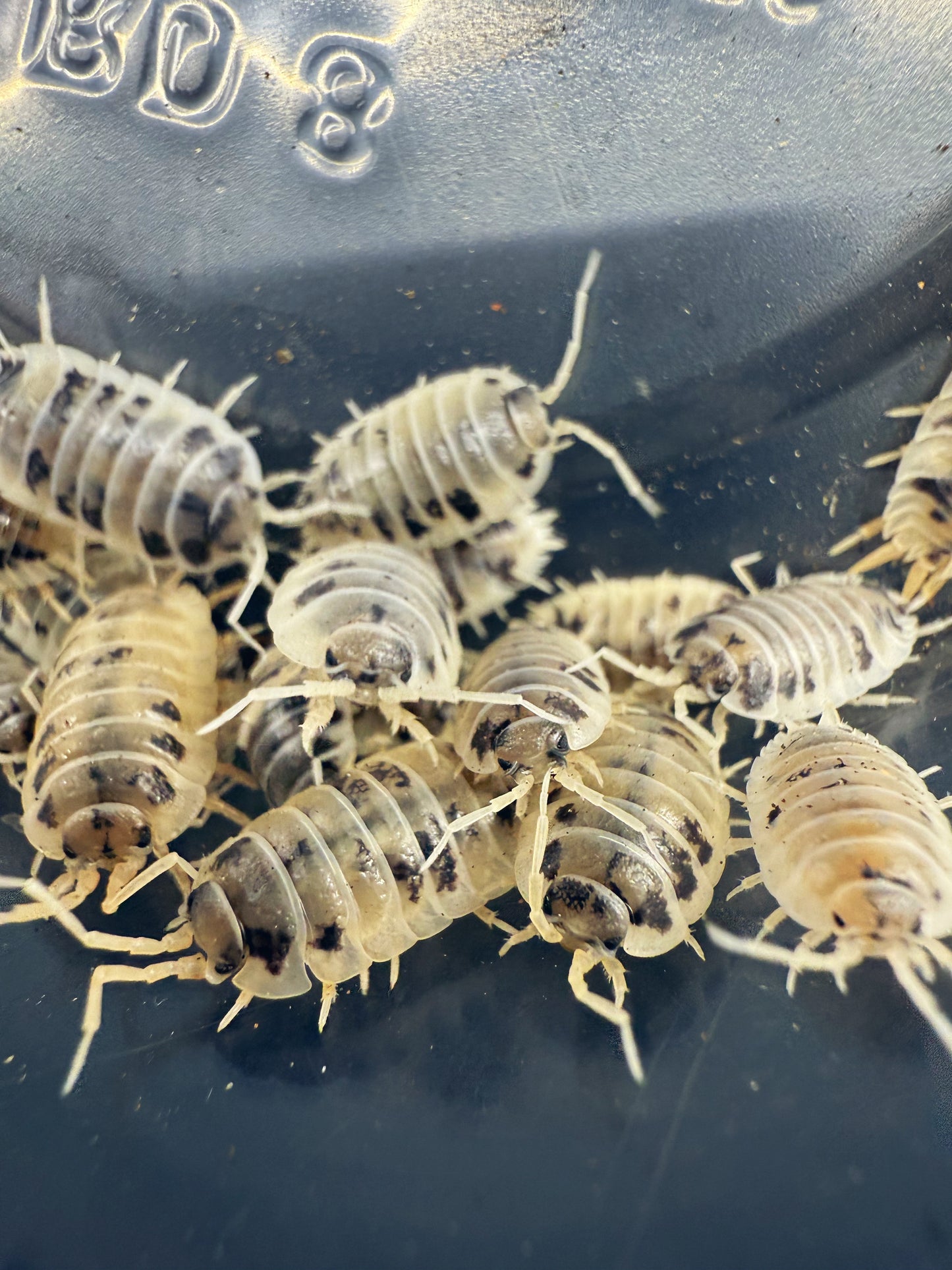 Porcellio Laevis 'Dairy Cow' Isopods 25 count