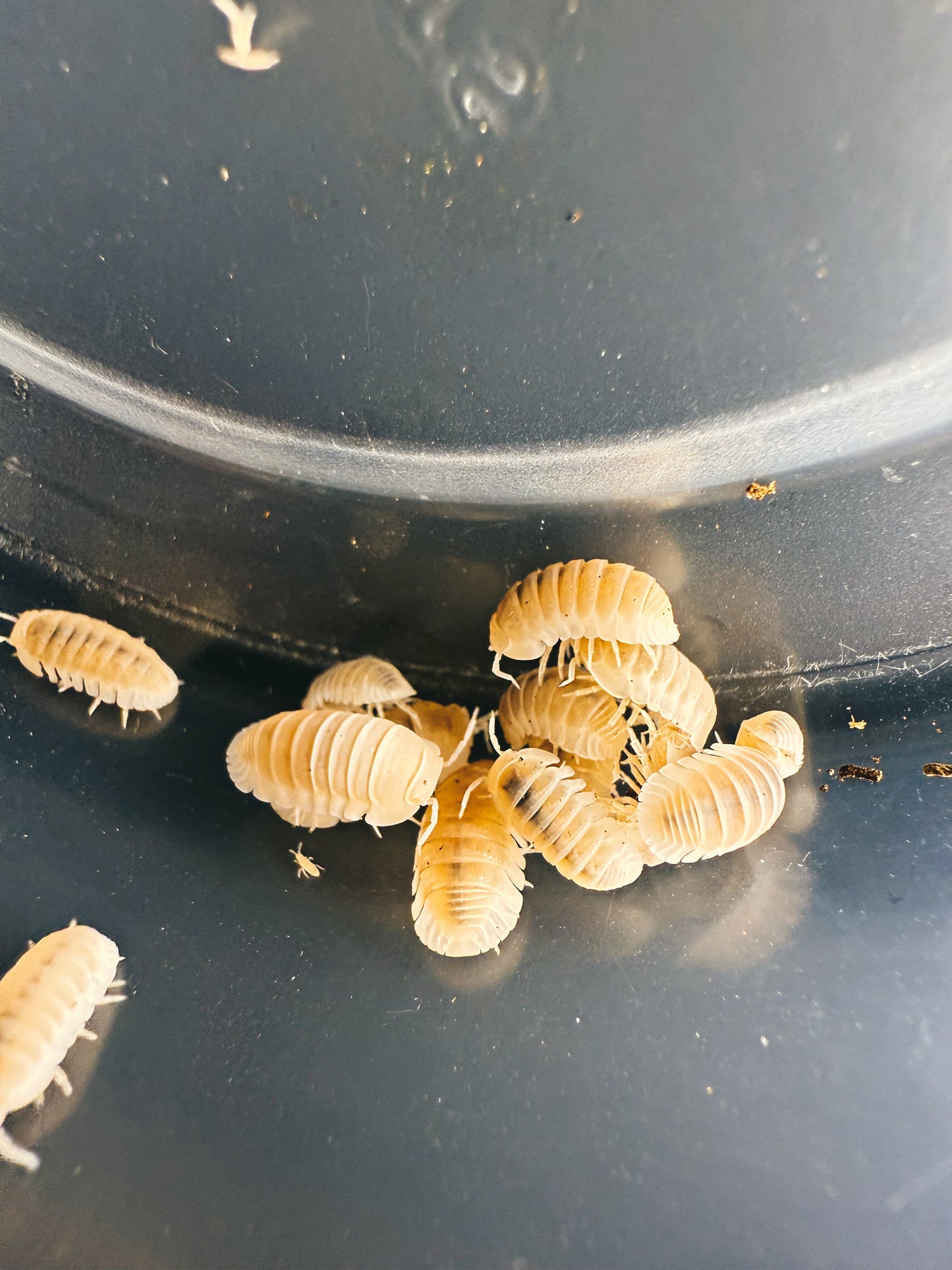 Nesodillo Archangeli 'Yeti' Isopods 6 count