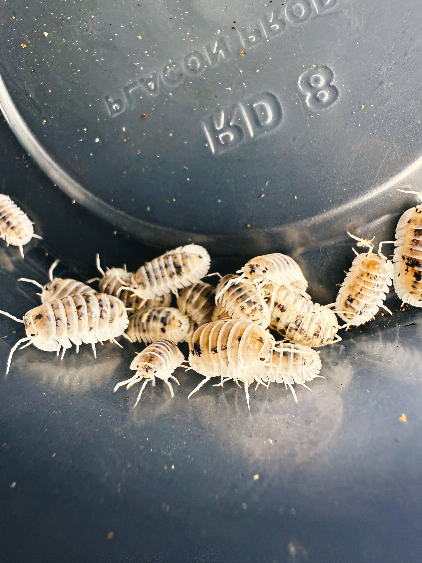Cubaris sp. 'Shiro Utsuri' Isopods 10 count