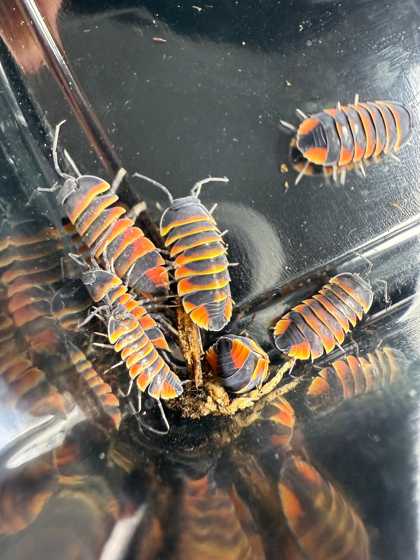 Merulanella “Red Ember Bees” Isopods 5 count