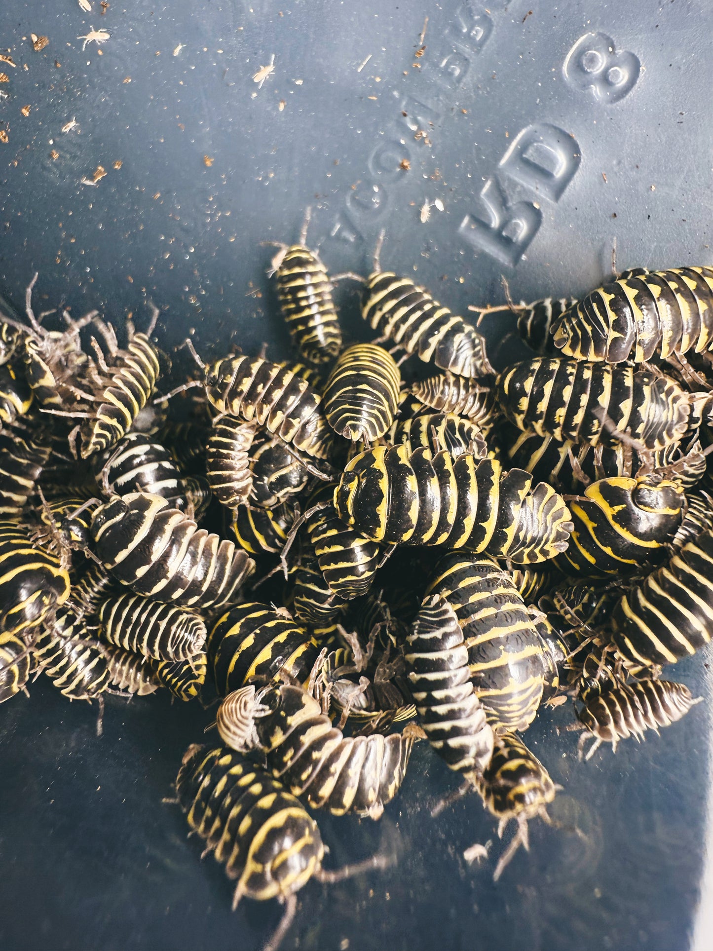 Armadillidium Maculatum 'Yellow Zebra' Isopods 10 count