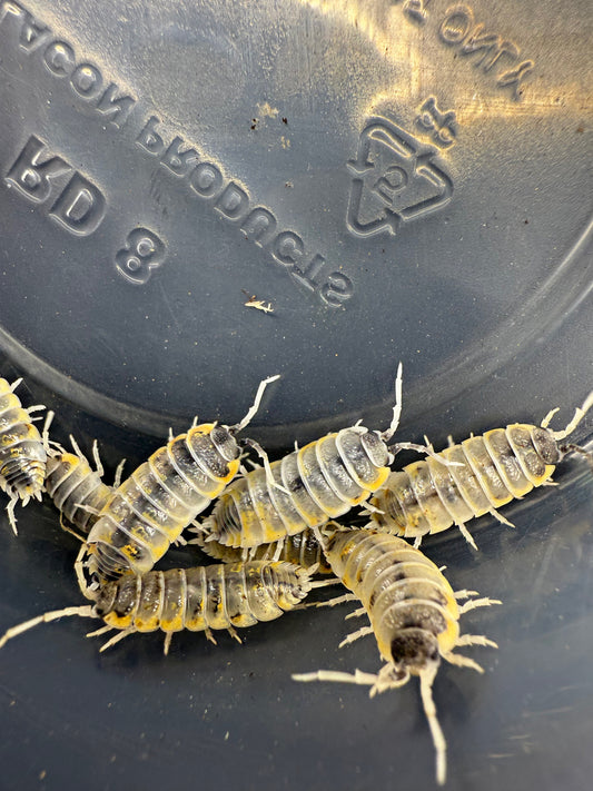 Porcellio Ornatus 'Witches Brew' 6 count