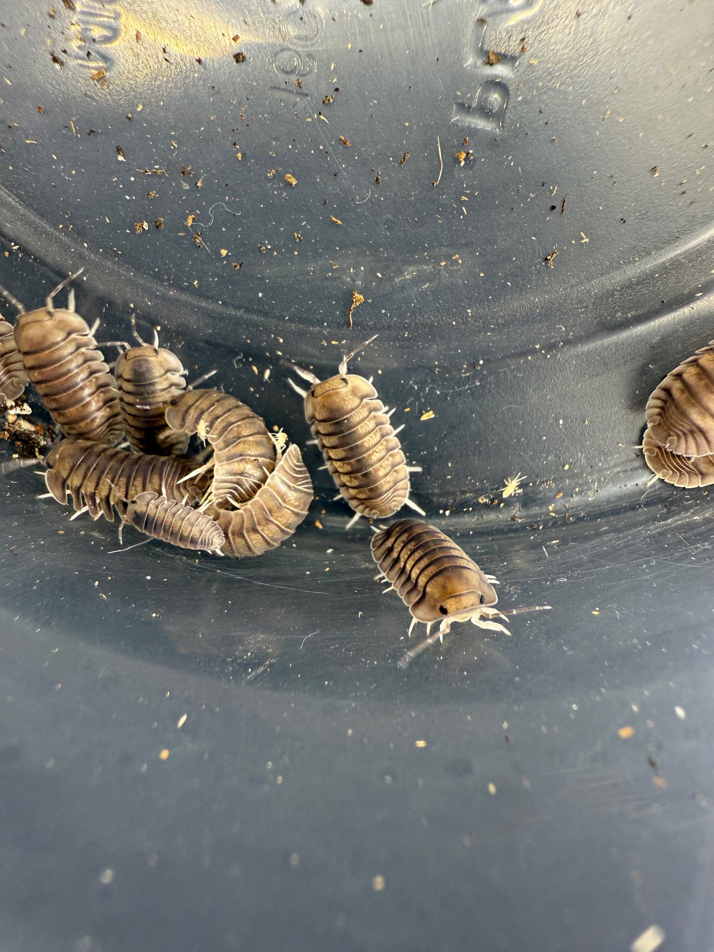 Cubaris sp. 'Blue Pigeon' Isopods 10 count