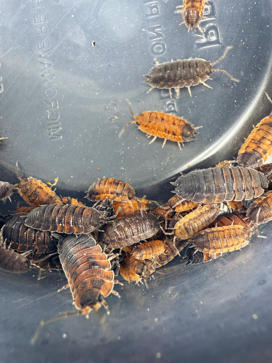 Porcellio Saber 'Lava' Isopods 10 count.