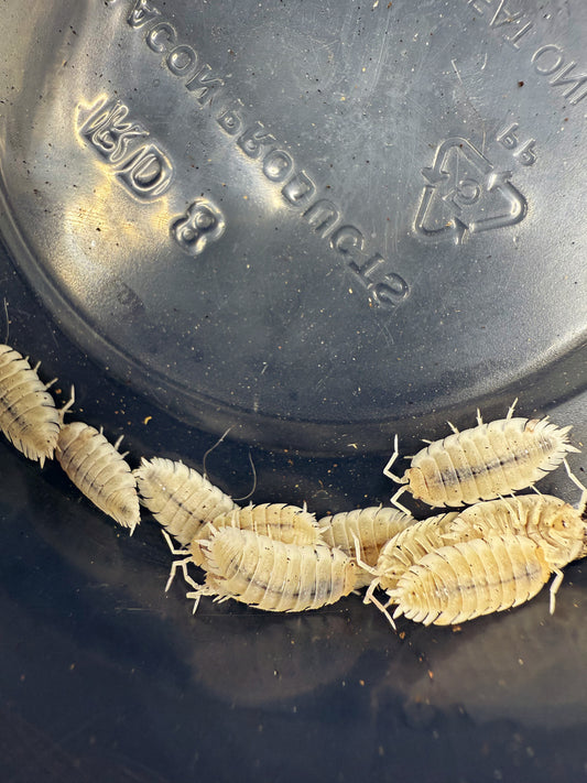 Porcellio Scaber 'Snow koi' Isopods 10 count