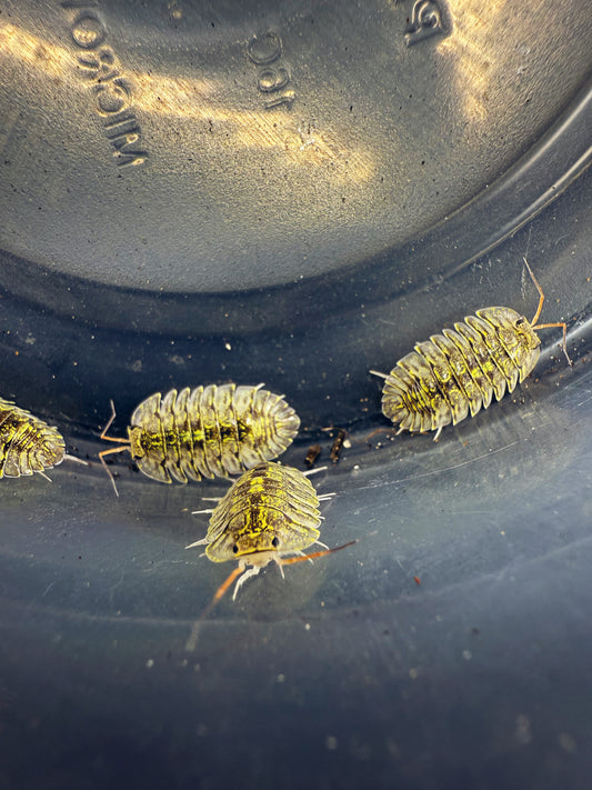 Troglodillo Sp. 'Green Spot' Isopods 6ct.