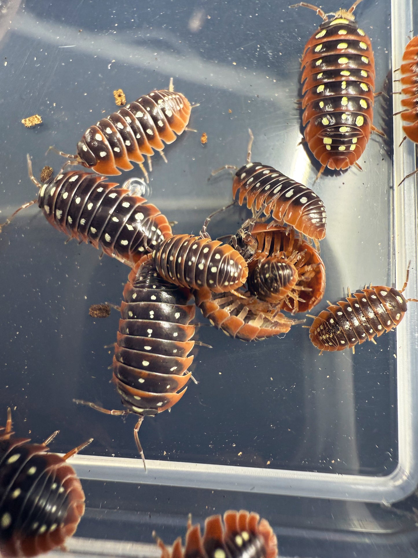 Armadillidum Klugii 'Montenegro Clown' Isopods 10 count