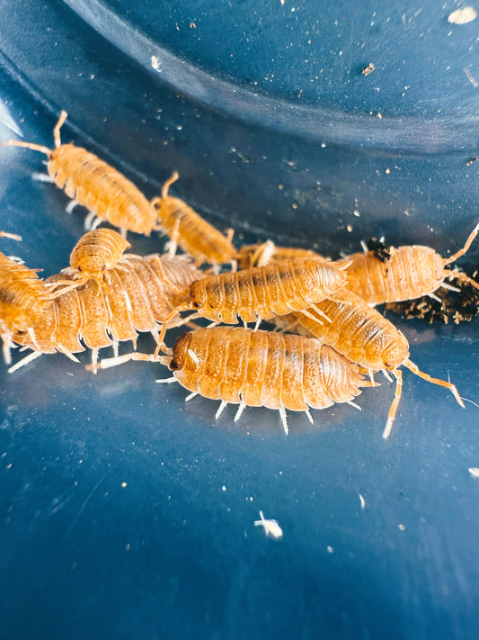 Porcellio Scaber 'Orange Koi' Isopods 10 count