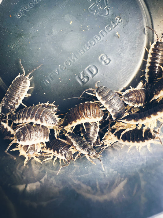 Porcellio Sp. 'Sevilla' Isopods 10 count