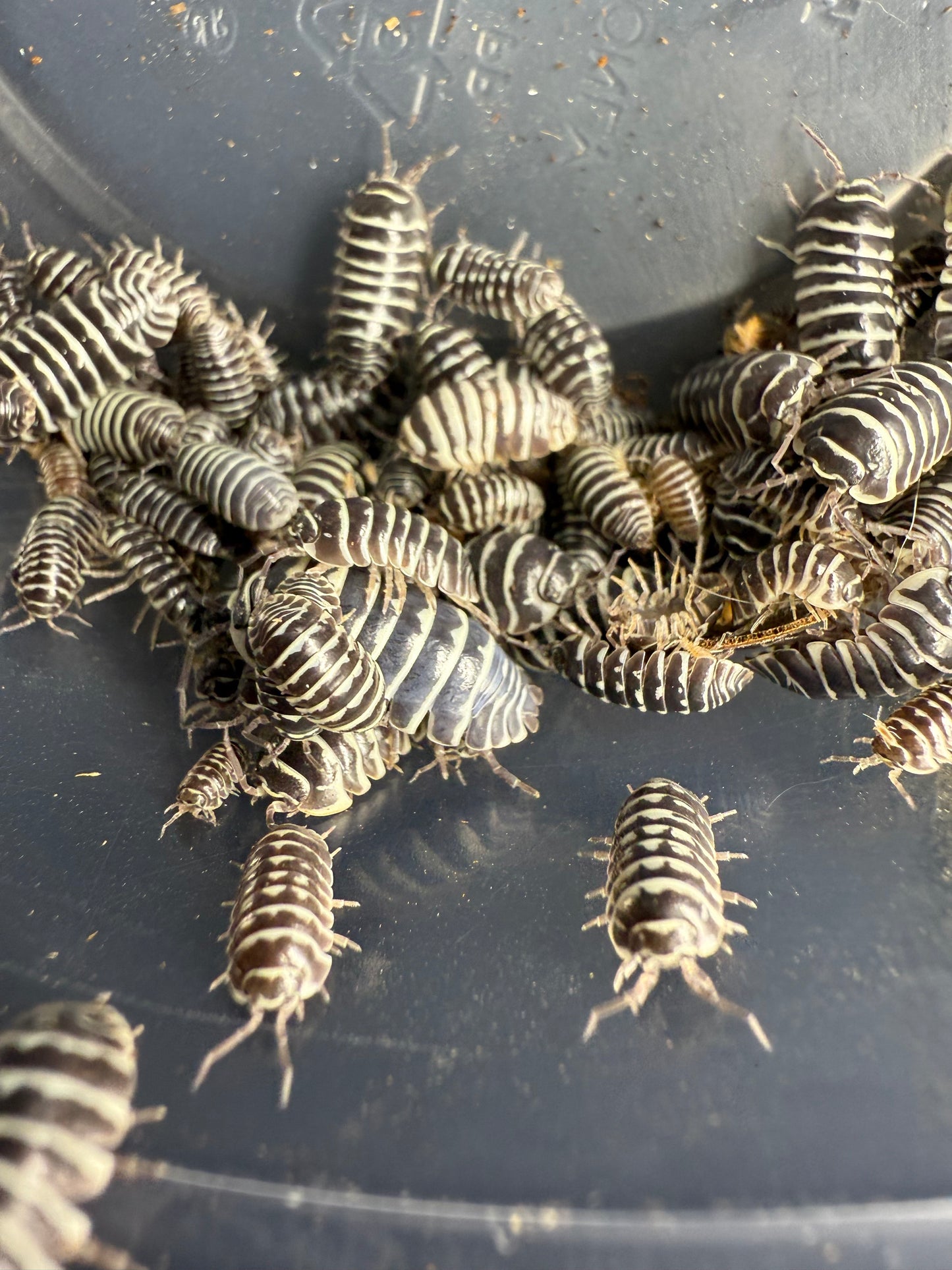 Armadillidium Maculatum 'Zebra' Isopods 10 count