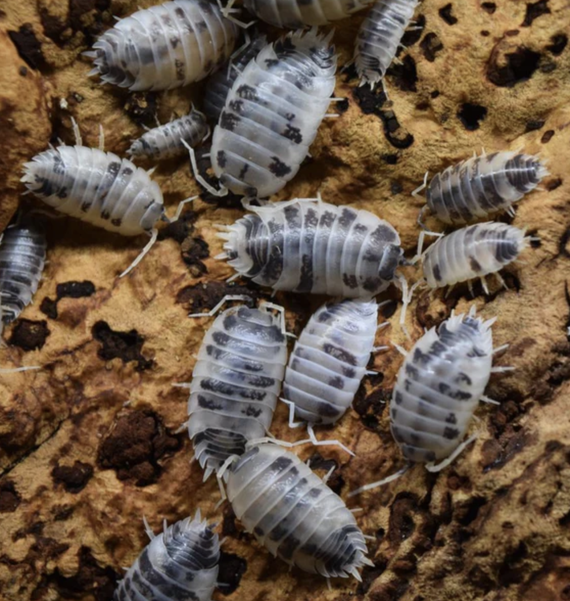 15ct. Dairy Cow Isopods