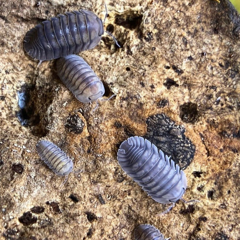 6ct. Silver Ghost Isopods